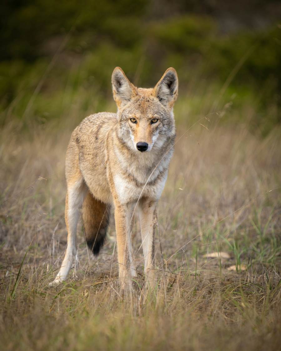 Coyote standing in prairie grass in western South Dakota