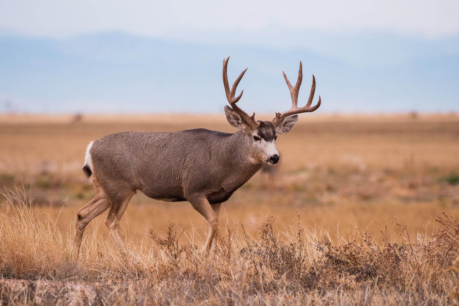 Mule deer buck walking through prairie grass