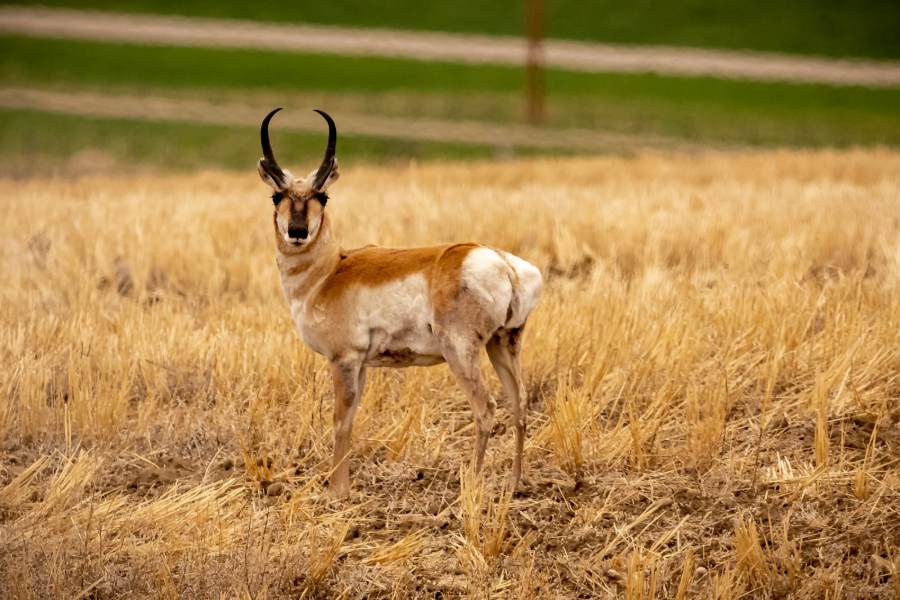 Pronghorn antelope buck standing in dry prairie grass