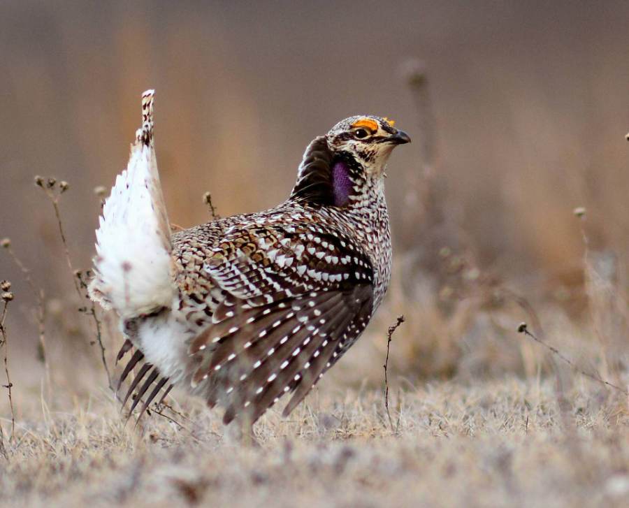 Male sharp-tailed grouse displaying on prairie grassland