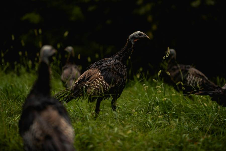Wild turkeys feeding on spring grass