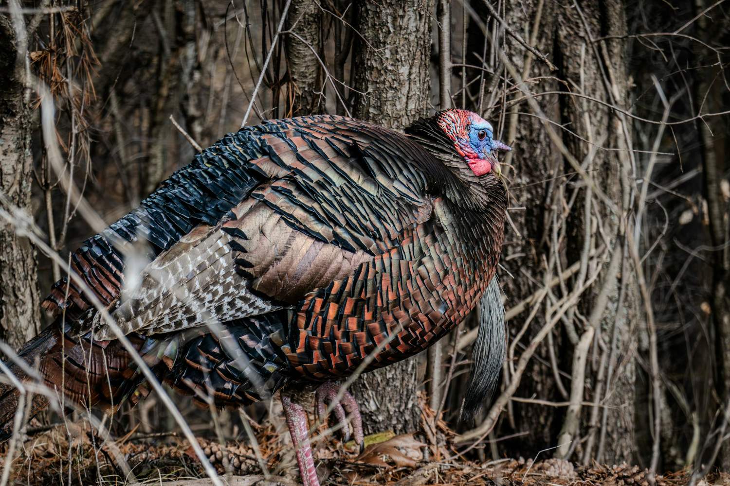 Wild turkey gobbler strutting in South Dakota river timber